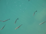 27618 Fish in Corralejo harbour.jpg